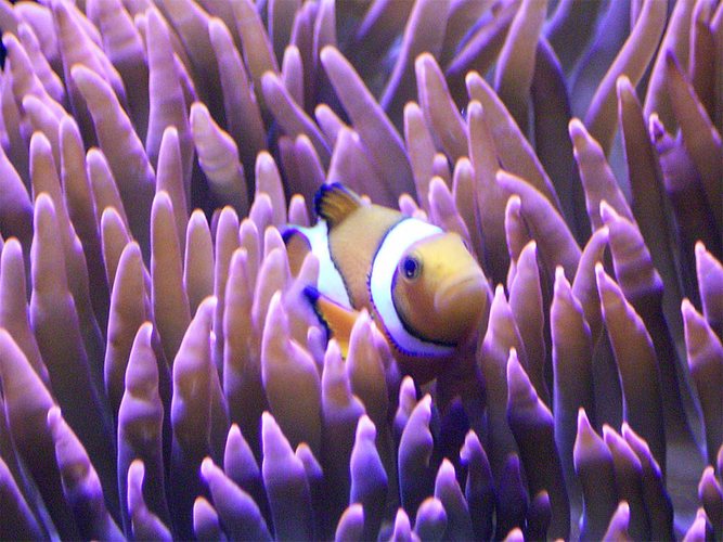 Nemo in seiner Anemone