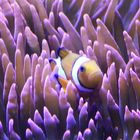 Nemo in seiner Anemone