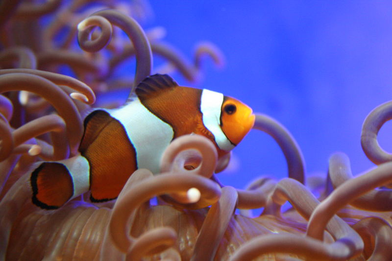 Nemo is still alive...