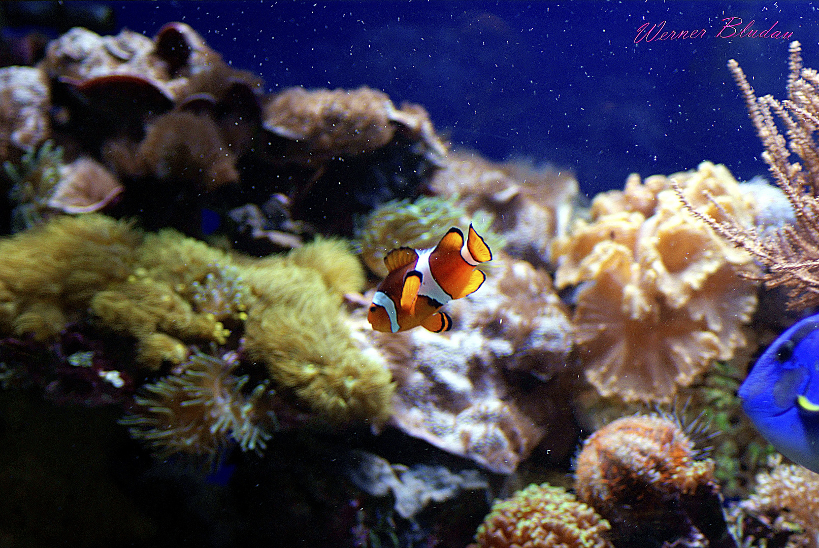 Nemo lebt!
