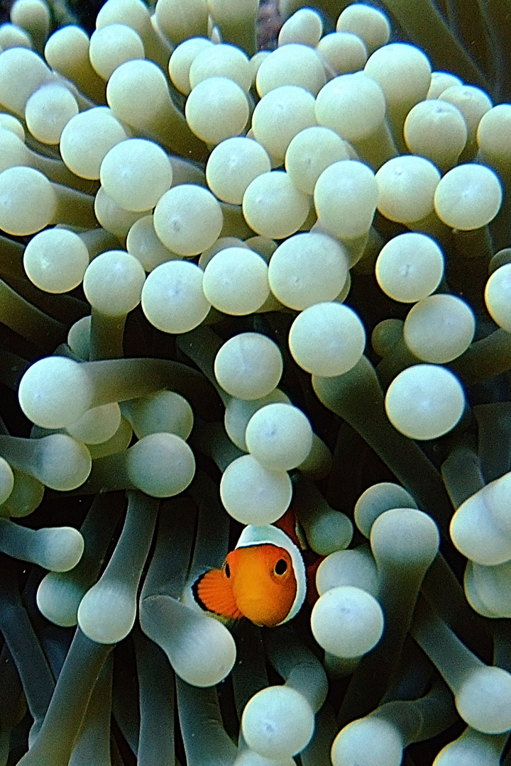 Nemo looks out the anemons