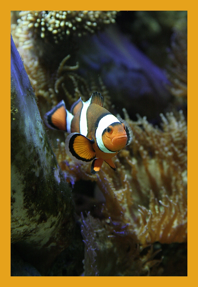 Nemo mal von watfoto.de