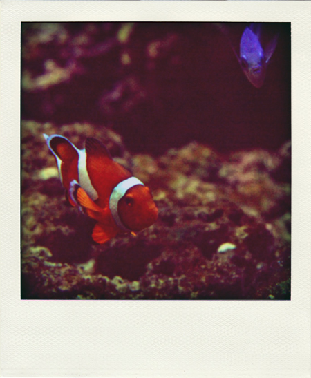 Nemo (mit Dorie)