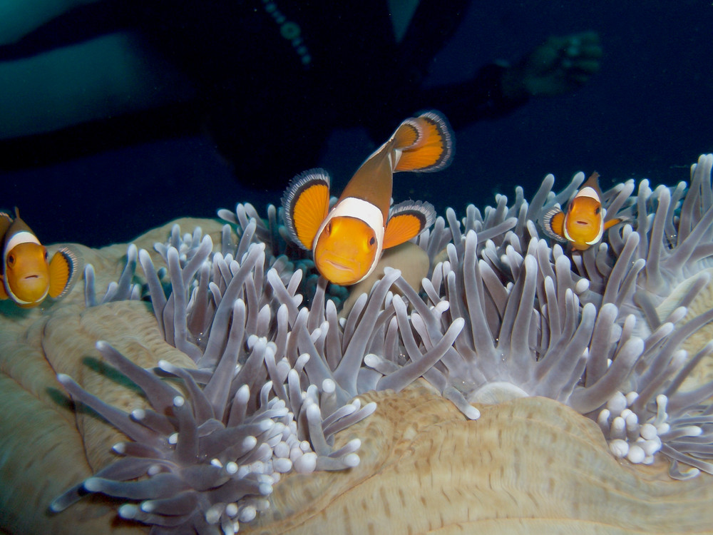 nemo - Thailand - Koh Haa