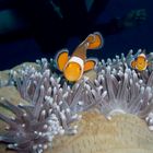 nemo - Thailand - Koh Haa