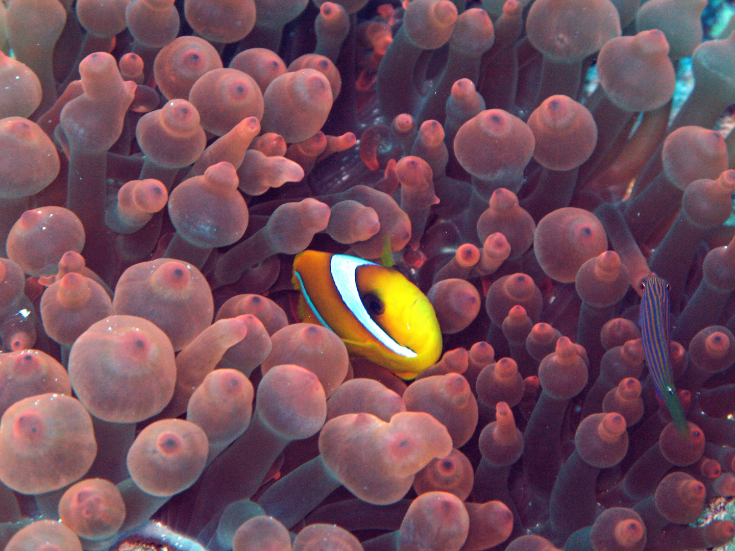 nemo.. tra gli anemoni