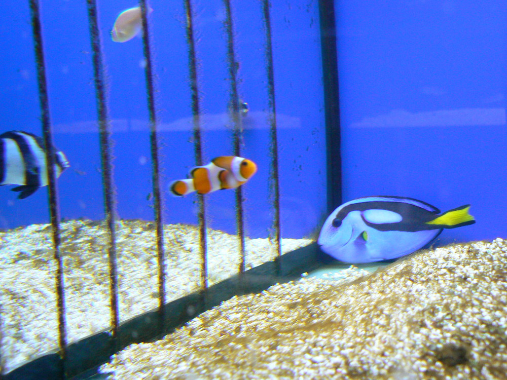 Nemo und Dori