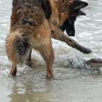 Nemo und Leika spielen im Meer