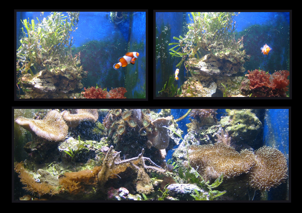 Nemo und Marlin