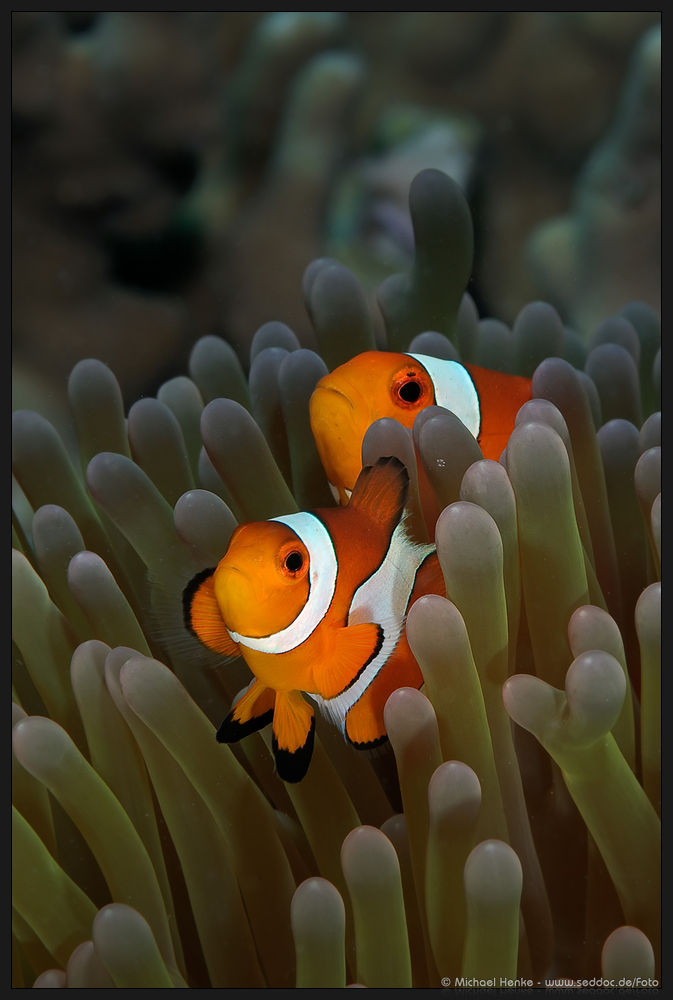 Nemo und Vater Marlin