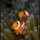 Nemo und Vater Marlin