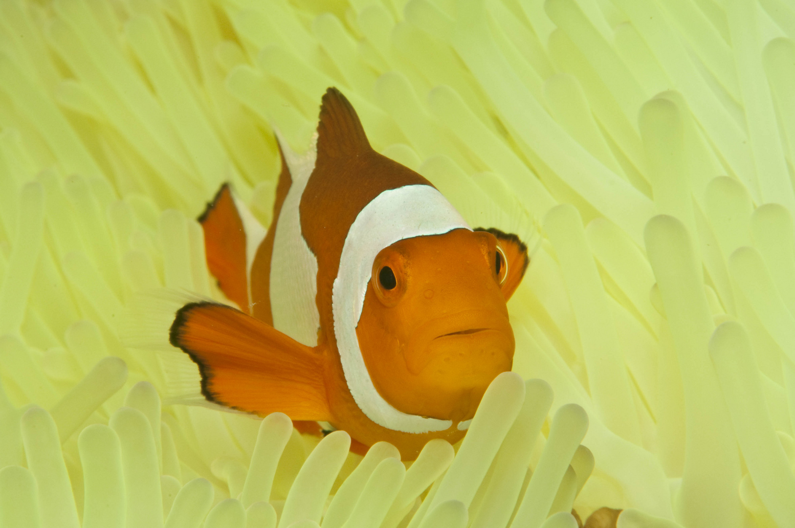 Nemo Unterwasser