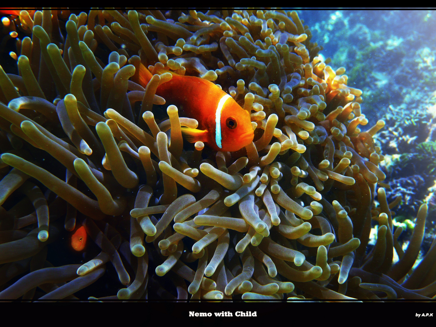 Nemo with Child