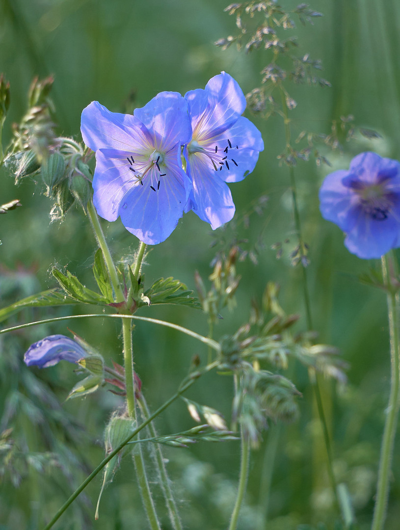 Nemophila menziesii?