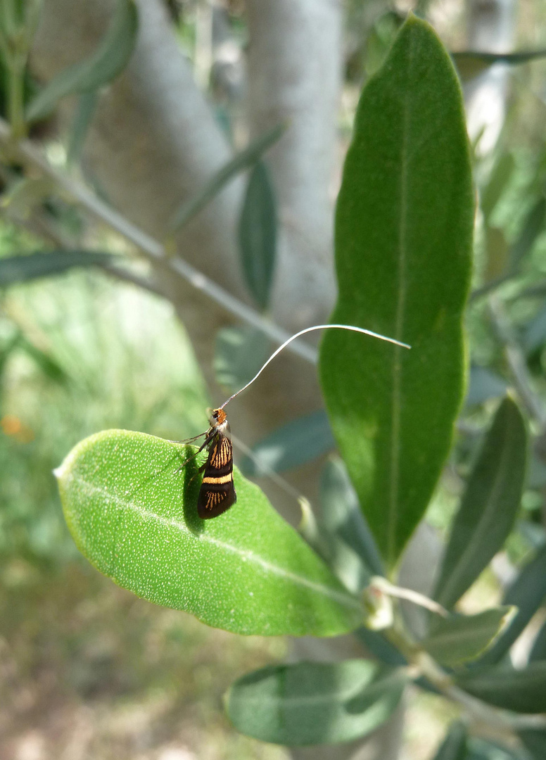 Némophora