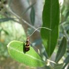 Némophora