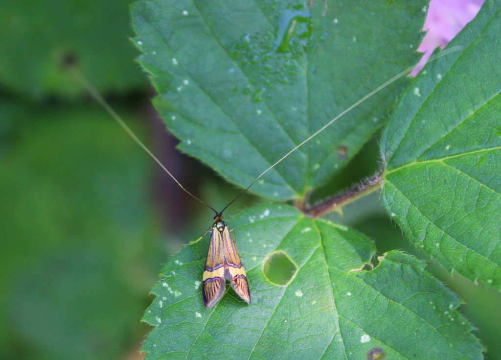  Nemophora deegerella 