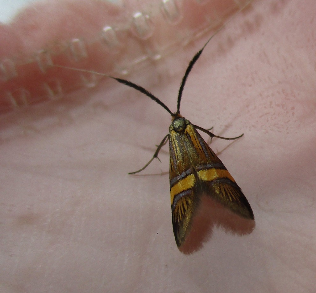 Nemophora deegerella - auch eine Langhornmotte 