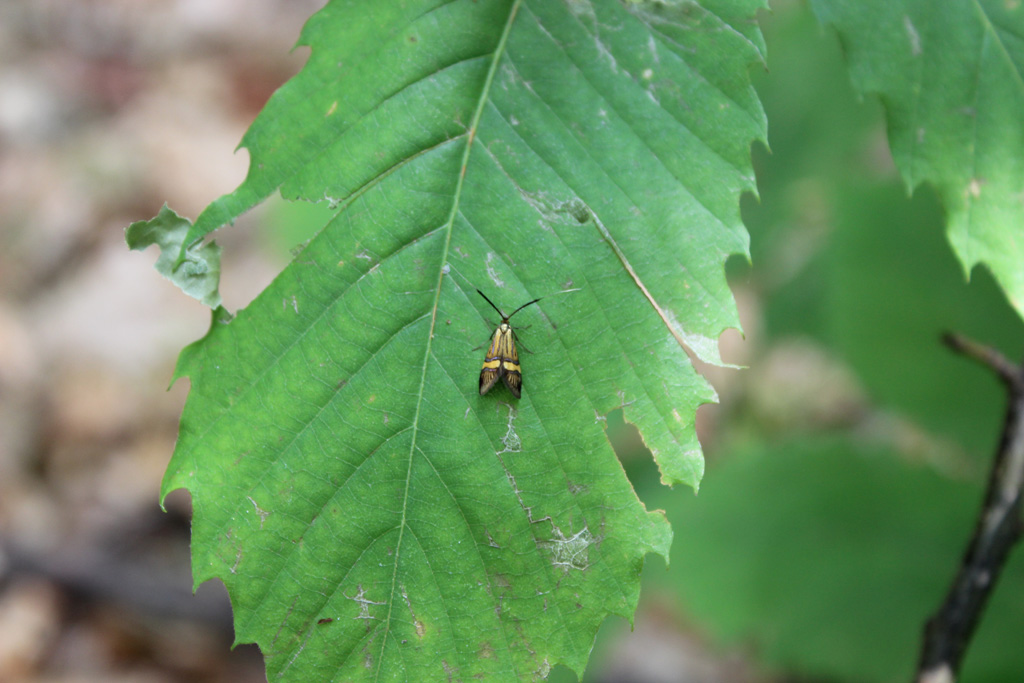  Nemophora deegerella- De Geers Langhornfalter