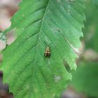  Nemophora deegerella- De Geers Langhornfalter