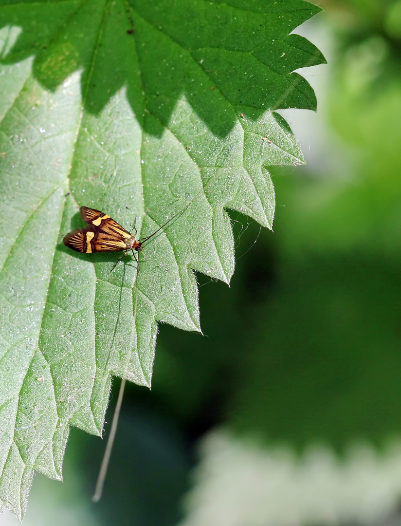 Nemophora degeerella