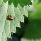 Nemophora degeerella