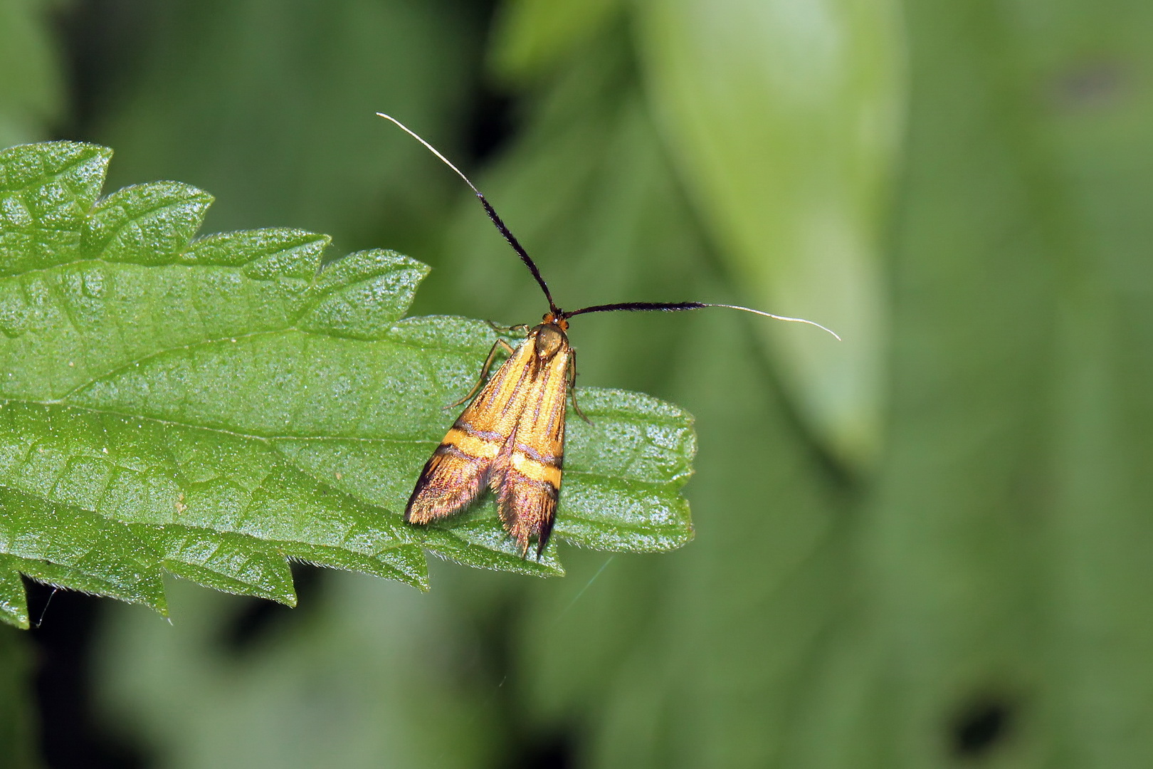 Nemophora degeerella / Nemophora scopolii