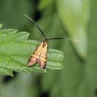 Nemophora degeerella / Nemophora scopolii