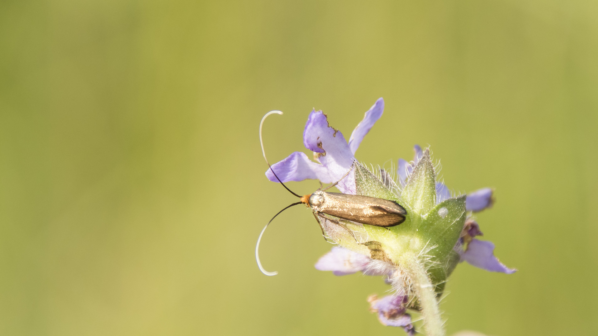 Nemophora metallica Foto & Bild fotos, sommer, natur Bilder auf
