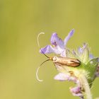 Nemophora metallica