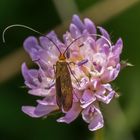 Nemophora metallica