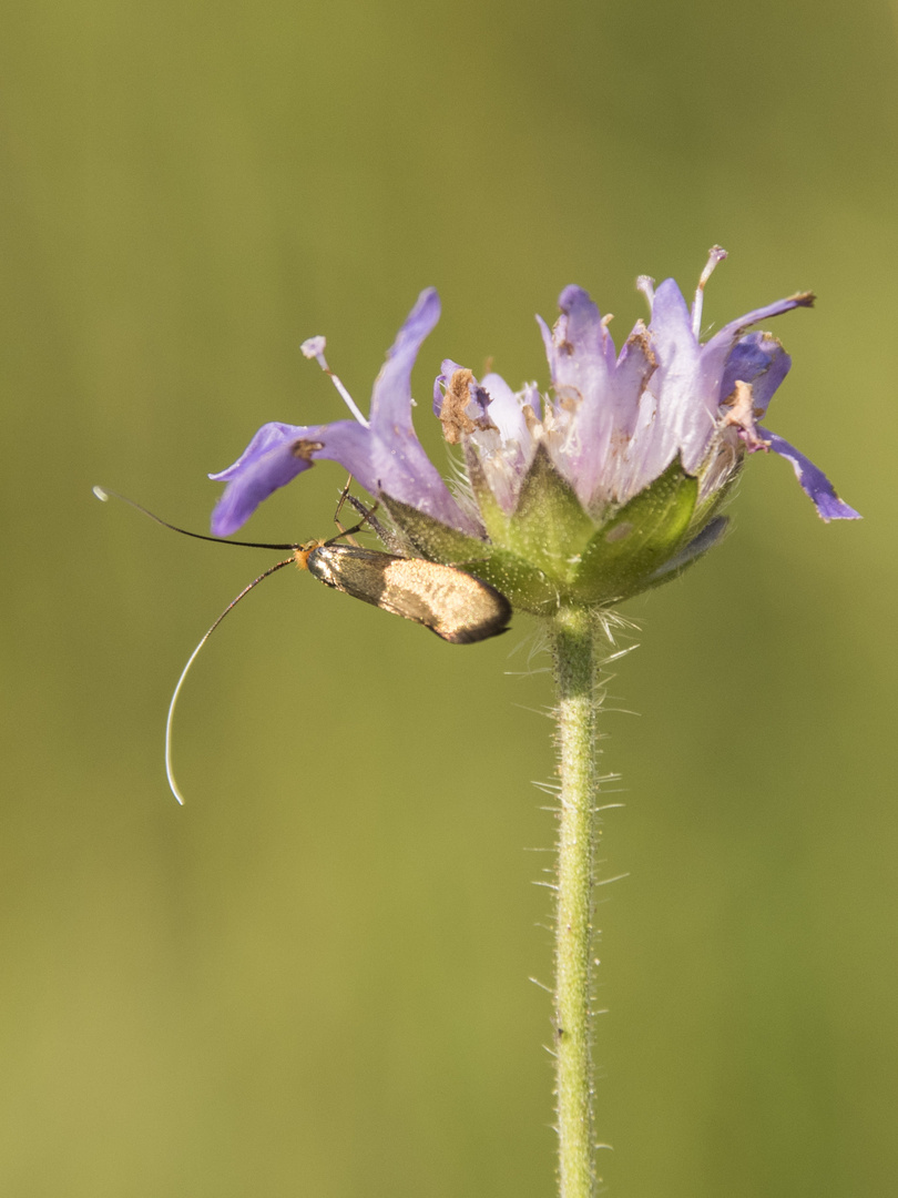 Nemophora metallica