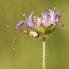 Nemophora metallica