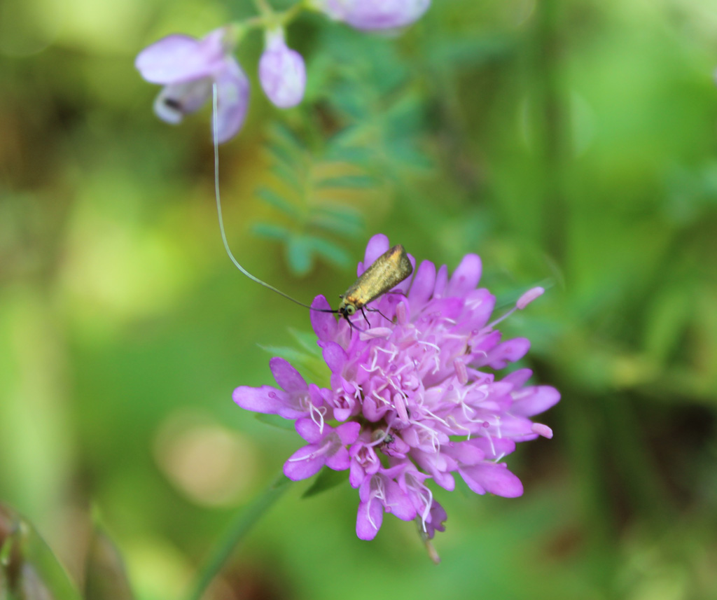  Nemophora metallica