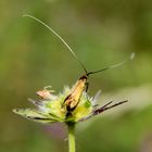 Nemophora metallica