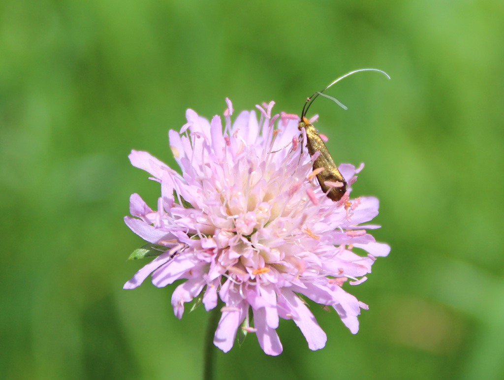 Nemophora metallica 