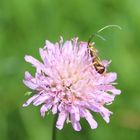 Nemophora metallica 