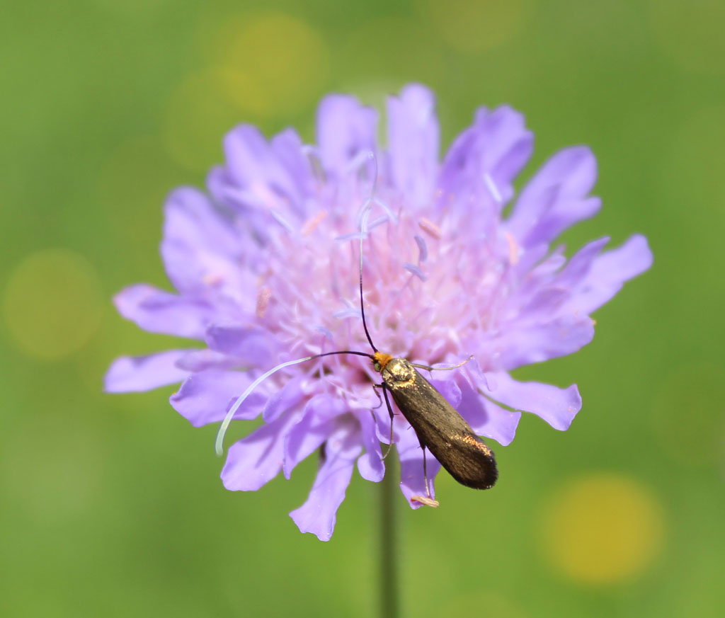 Nemophora  metallica 