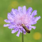 Nemophora  metallica 