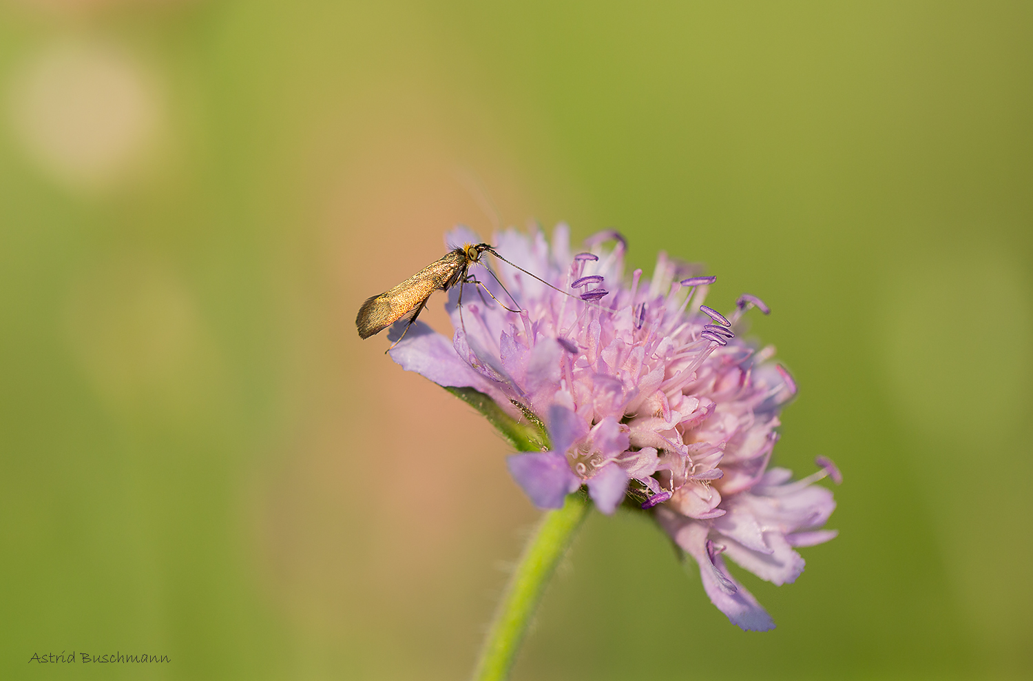 *** Nemophora metallica ***