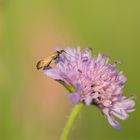 *** Nemophora metallica ***