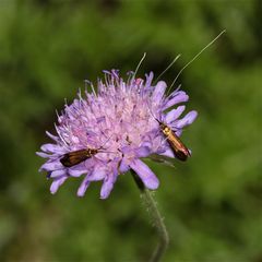 Nemophora metallica, ein Kleinschmetterling aus der Familie der Langhornmotten (Adelidae)