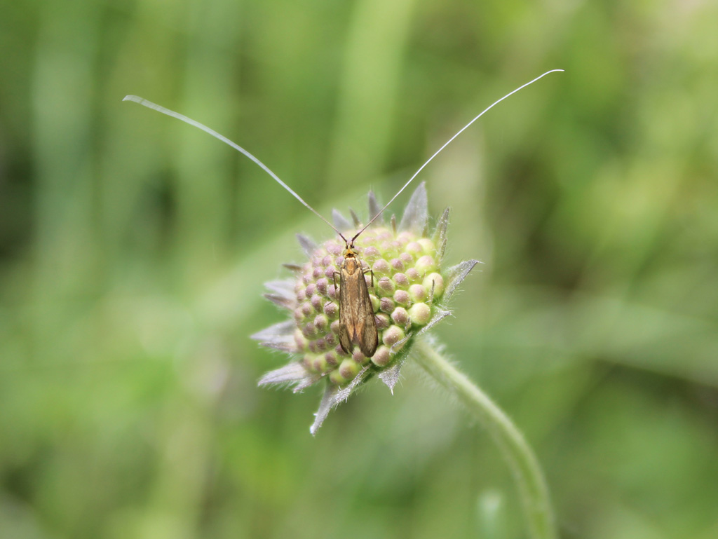 Nemophora metallica- Skabiosen Langhornmotte 