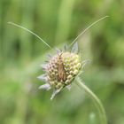 Nemophora metallica- Skabiosen Langhornmotte 