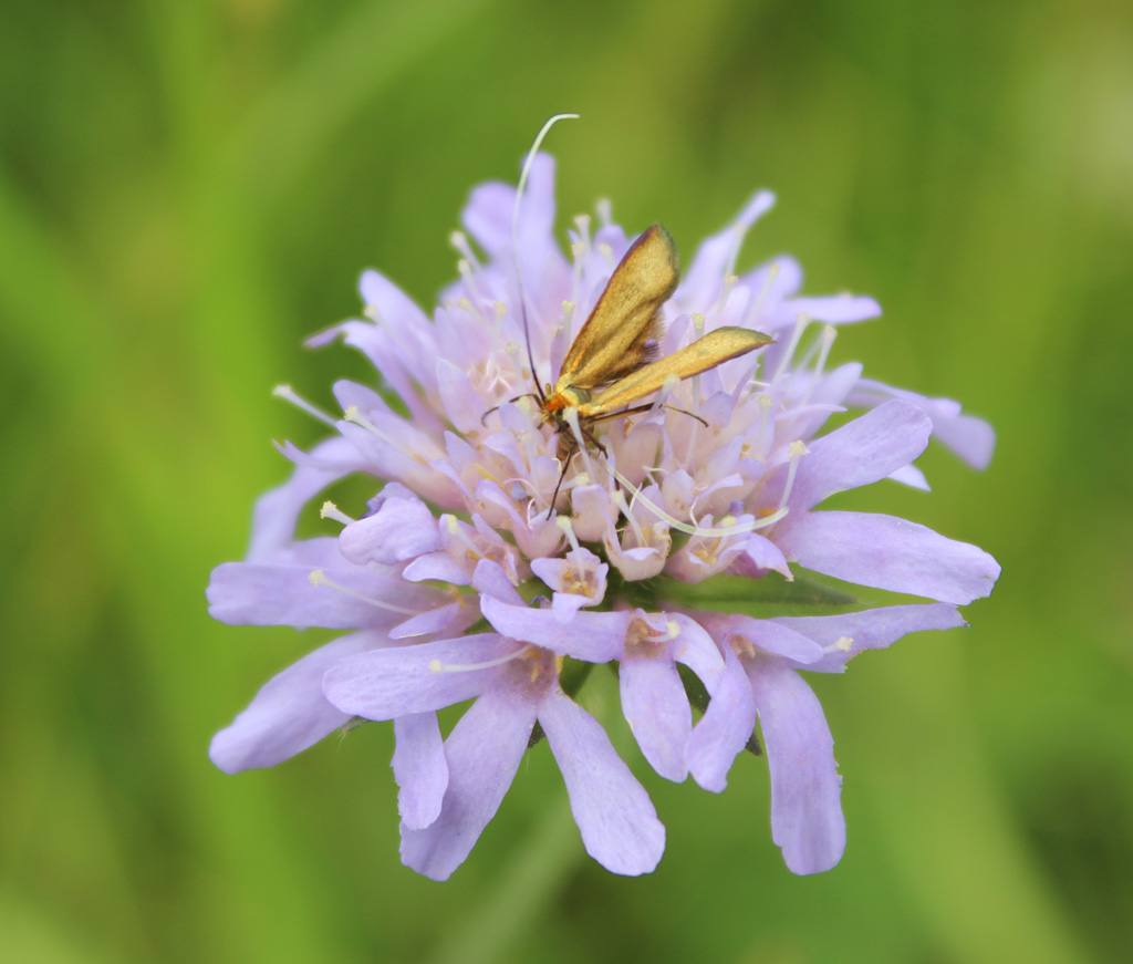 Nemophora metallica- Skabiosen Langhornmotte