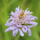 Nemophora metallica- Skabiosen Langhornmotte