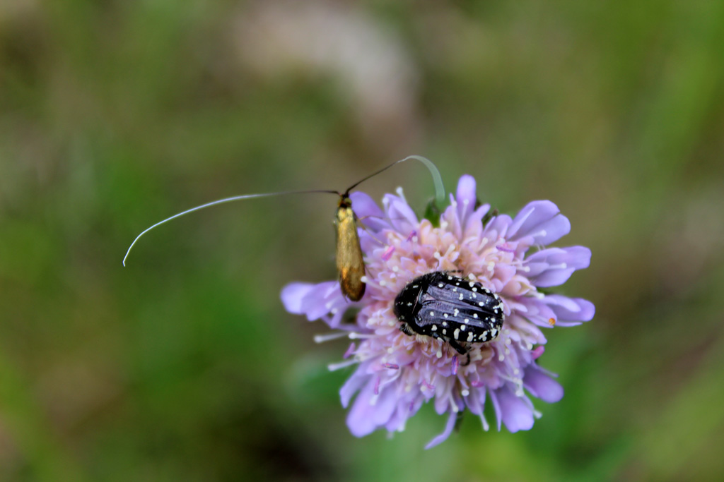  Nemophora metallica und Trauerrosenkäfer vom Mai