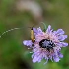  Nemophora metallica und Trauerrosenkäfer vom Mai