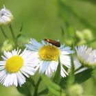 Nemophora metallica Weibchen 