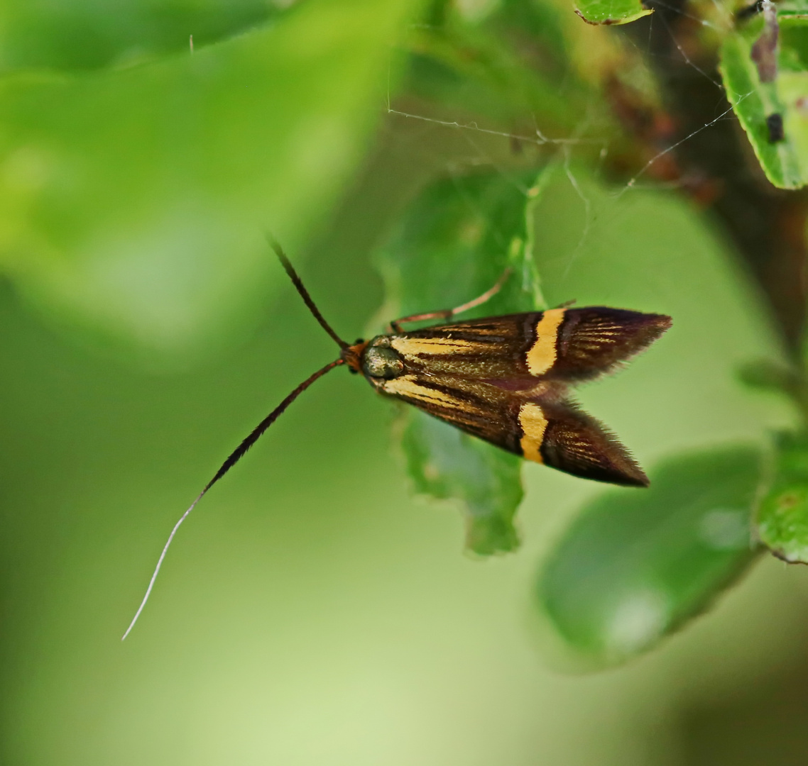 Nemophora Sp.